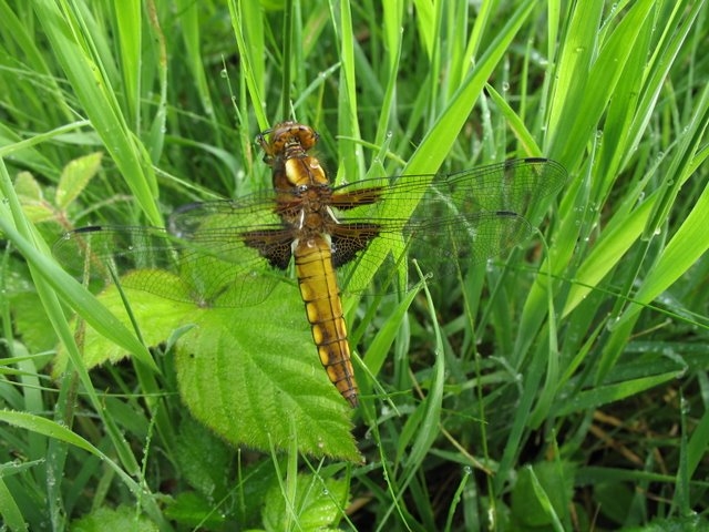 Libellula depressa femelle
